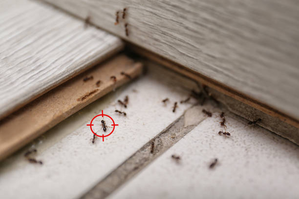 Best Emergency Pest Control  in Ashley, OH