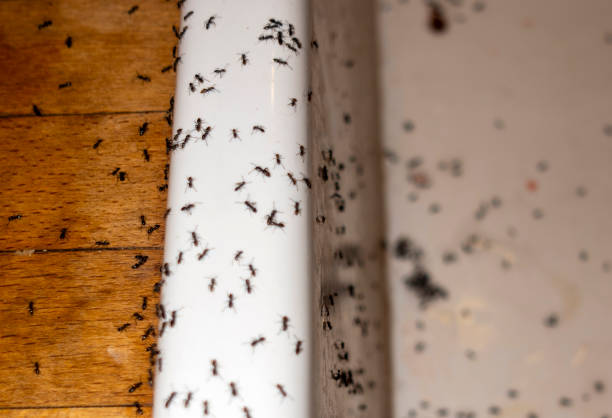 Best Affordable Pest Control Services  in Ashley, OH