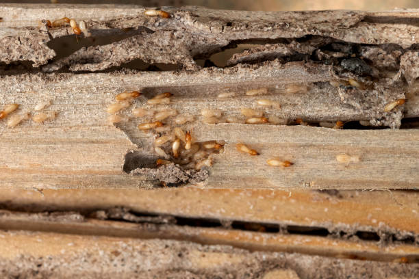 Best Best Pest Control Companies  in Ashley, OH